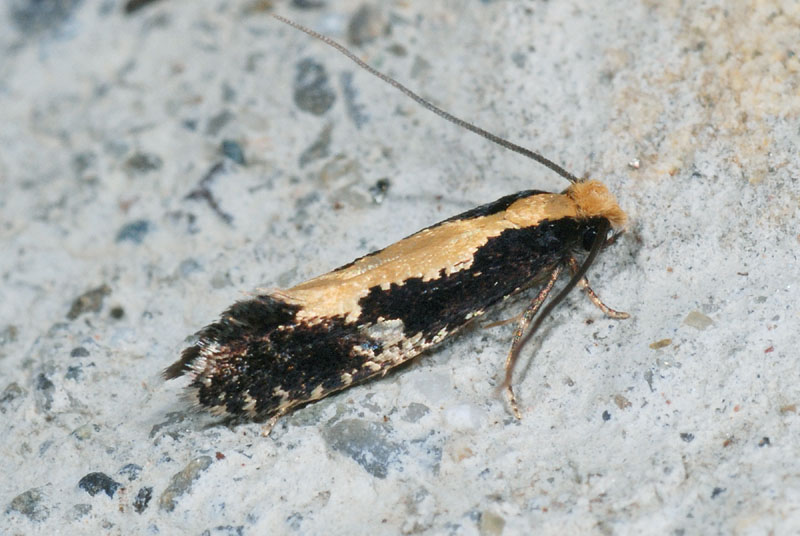 E questa chi  ? Reisserita relicinella - Tineidae